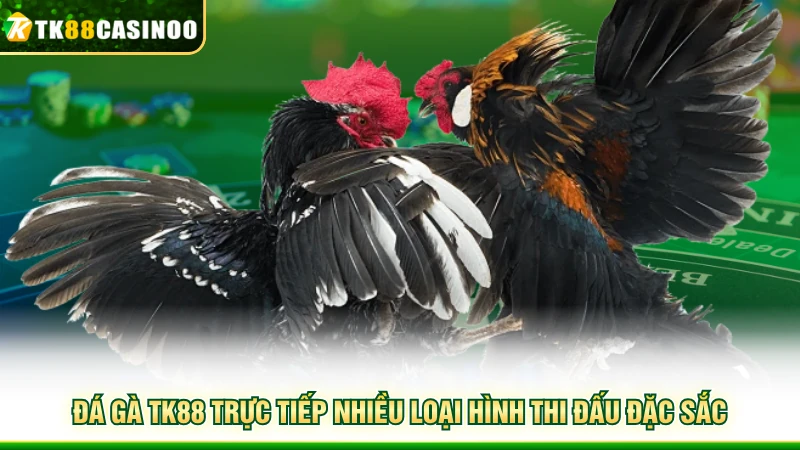 Đá Gà TK88 - Mãn Nhãn Với Những Cuộc So Tài Đầy Hấp Dẫn 5 Đá gà TK88 trực tiếp nhiều loại hình thi đấu đặc sắc