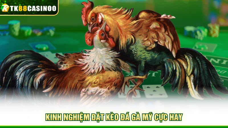 Đá Gà Mỹ Là Gì? Giới Thiệu Loại Hình Chọi Kê Hấp Dẫn 4 Kinh nghiệm đặt kèo đá gà Mỹ cực hay