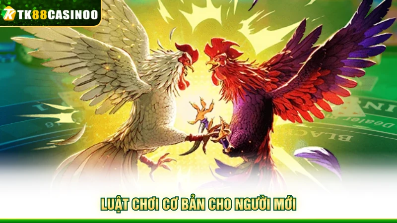 Đá Gà Mỹ Là Gì? Giới Thiệu Loại Hình Chọi Kê Hấp Dẫn 3 Luật chơi cơ bản cho người mới