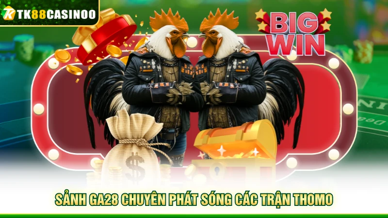 Đá Gà TK88 - Mãn Nhãn Với Những Cuộc So Tài Đầy Hấp Dẫn 3 Sảnh GA28 chuyên phát sóng các trận Thomo