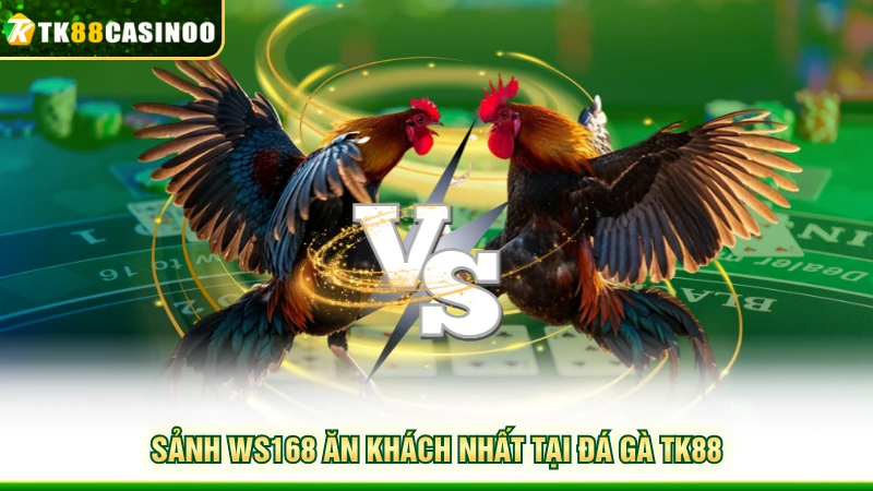 Đá Gà TK88 - Mãn Nhãn Với Những Cuộc So Tài Đầy Hấp Dẫn 2 Sảnh WS168 ăn khách nhất tại đá gà TK88