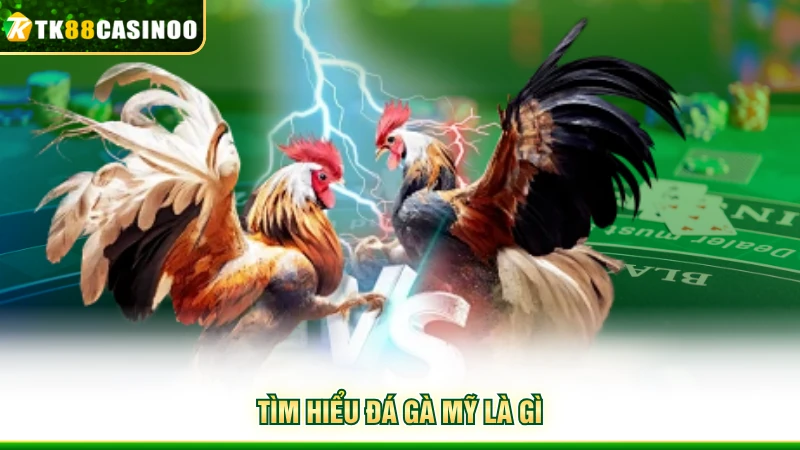 Đá Gà Mỹ Là Gì? Giới Thiệu Loại Hình Chọi Kê Hấp Dẫn 2 Tìm hiểu đá gà Mỹ là gì